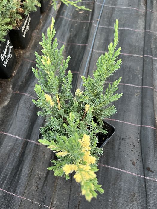 Саджанці вічнозелених хвойних декоративних рослин, гортензій і ягідних