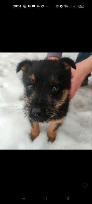 Шукаємо дім для дівчинки 1,5 міс