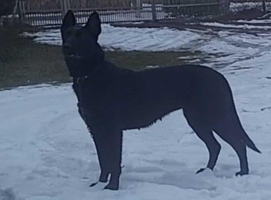 Owczak Belgijski Malinois czarny suczka