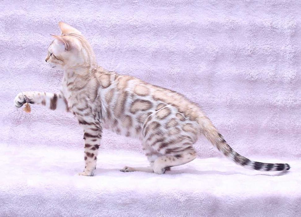 Бенгальский котик снежного окраса (Mink) мурчащая липучка
