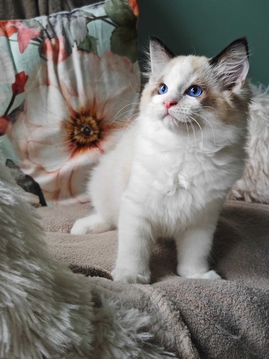 Ragdoll - przepiękny kocurek Zazu rodowód FPL
