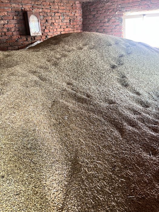 Продам ярий ячмінь 2025 року Вакула.Натура 645