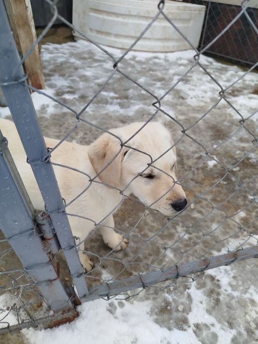 Лабрадори дівчатка
