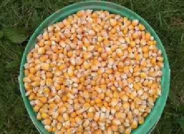 Kukurydza ziarno suche 2025