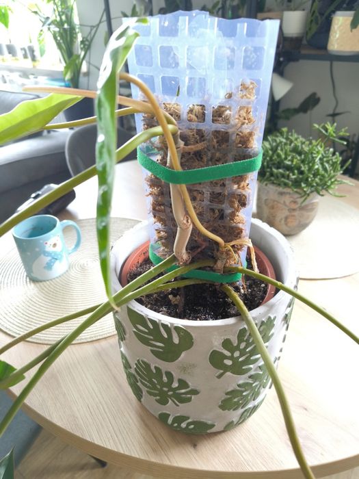 Philodendron Billietiae 2 sadzonki w paliku z mchem