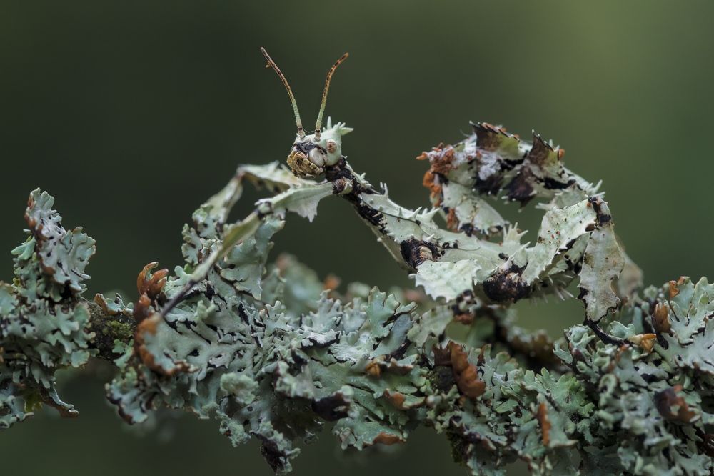 Straszyk australijski Lichen- jaja