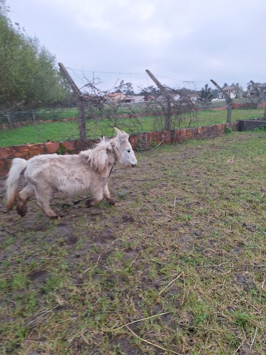 Casal de mini poneis