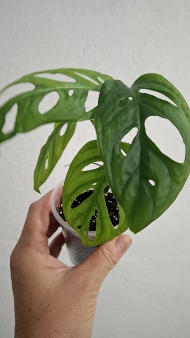 Епіпремнум Неон,Марбл Епл , Бразил.