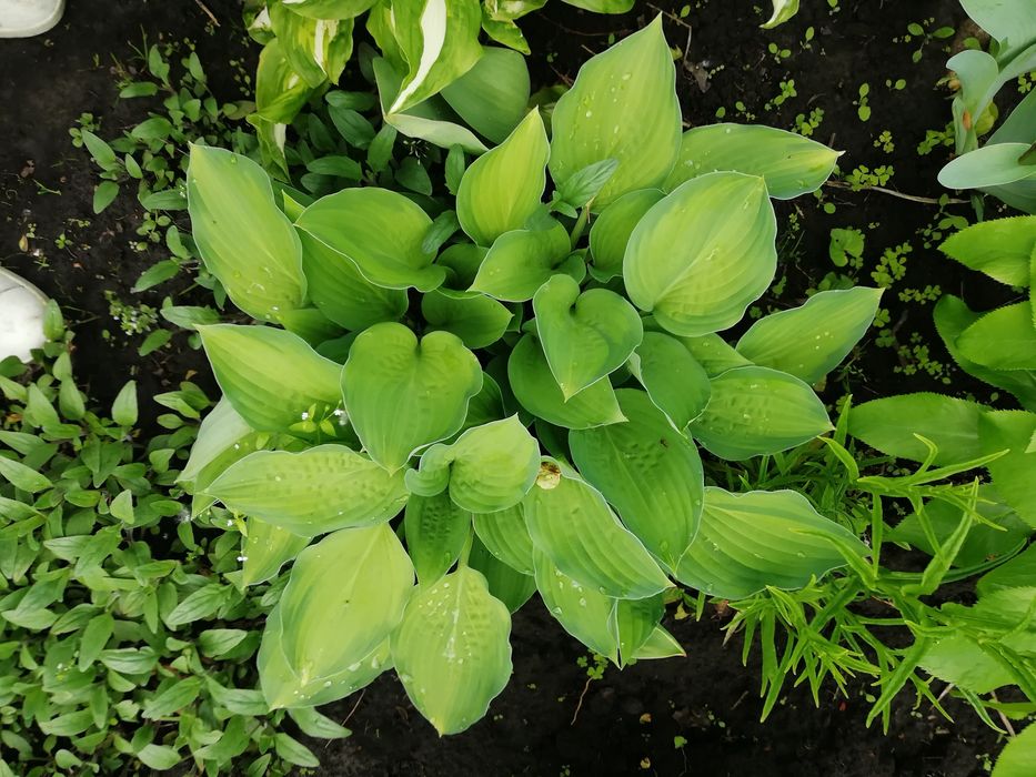 Хоста многолетник.
