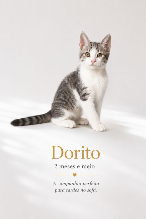 Gatinhos bebés para adoção