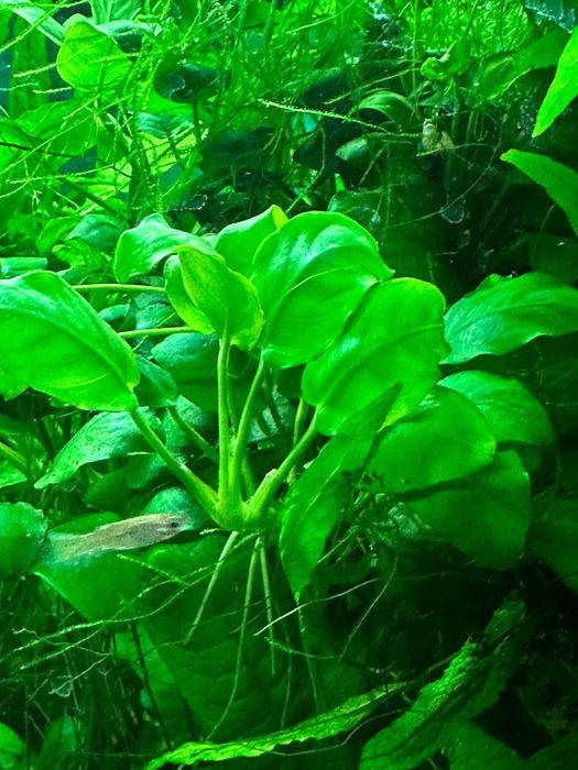 Plantas de Aquário