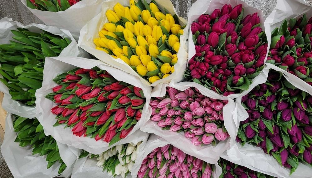 Продаємо тюльпани в  Києві