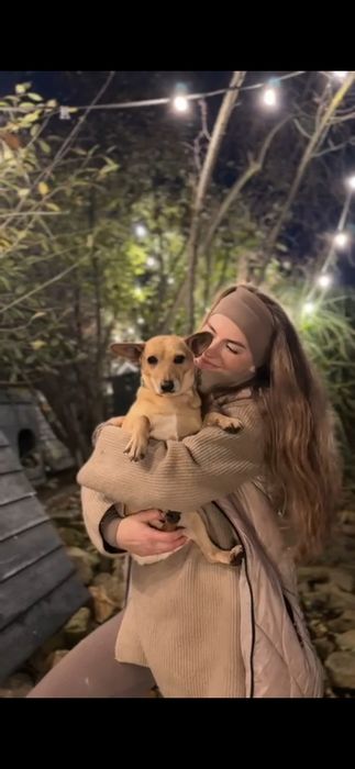 Do adopcji malutki piesek