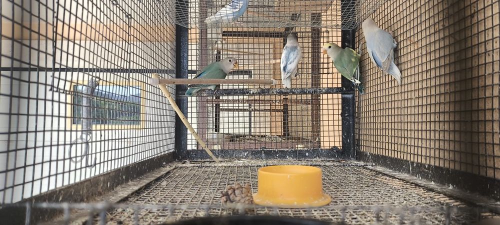 Várias aves disponíveis