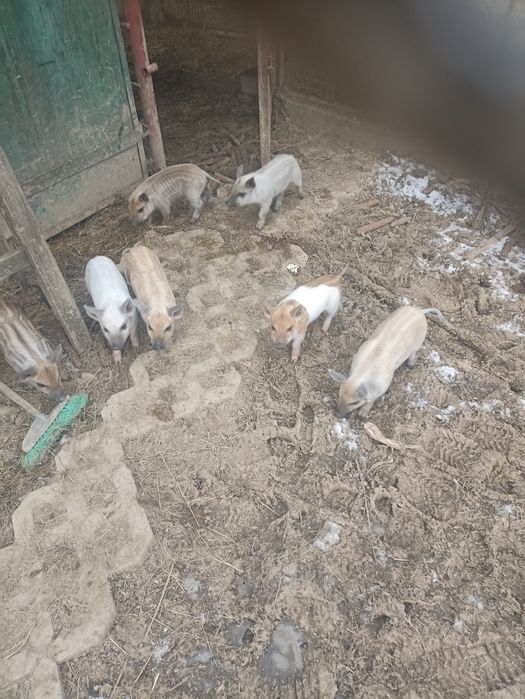 Свині поросята мангалиці,