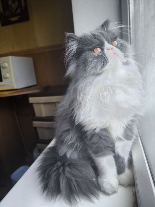 Персидский мальчик