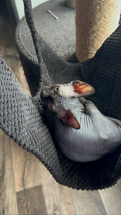 Kotka sfinks  czarna