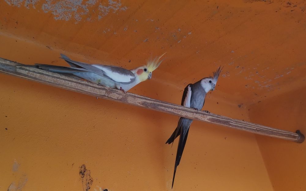 Caturras para venda.