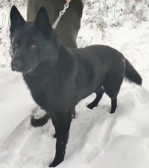 Цуценята німецької вівчарки