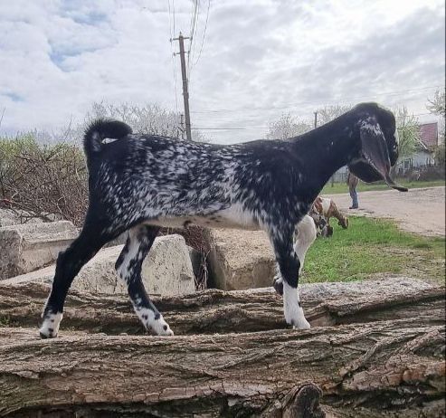 Англо-Нубійські кози 100%