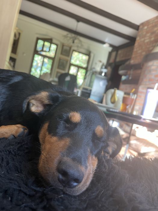 Pies herkules do adopcji