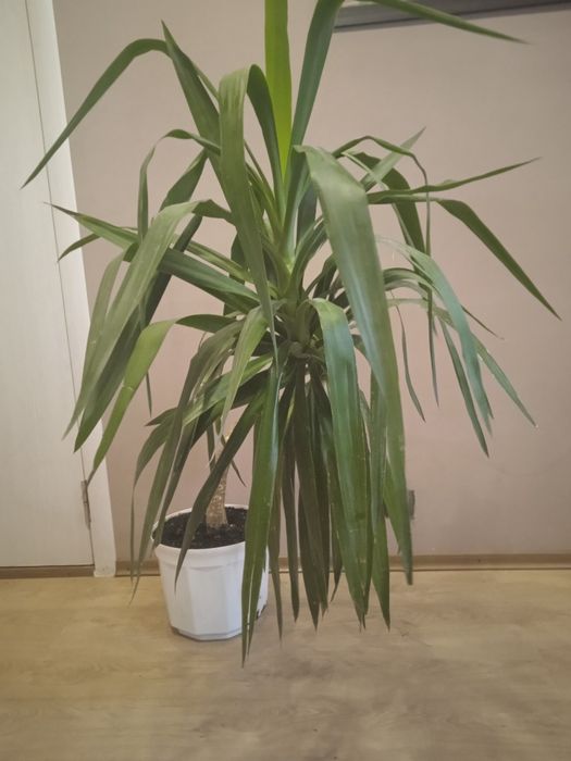 Юкка  пальма комнатная140см  офисная