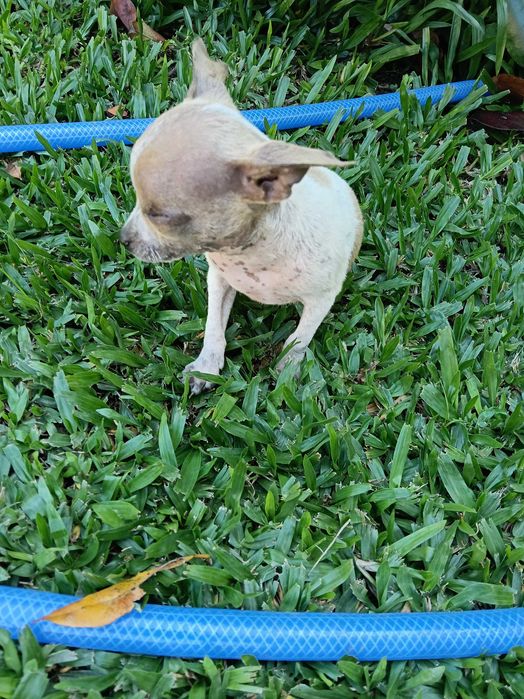 Chihuahua mini macho