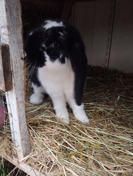 Продам самку французький баран