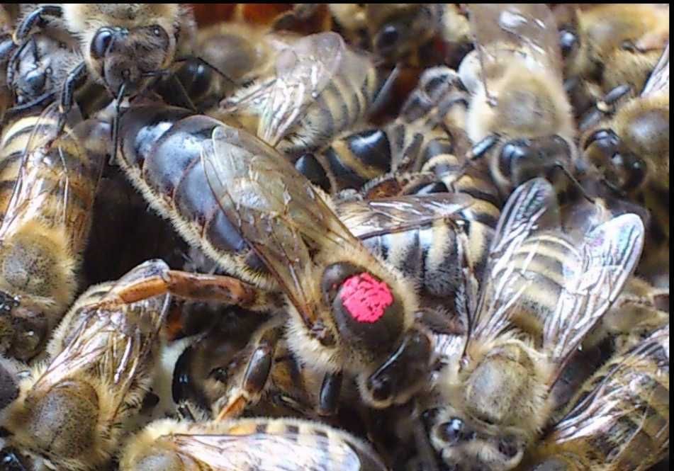 Матки Карпатки, Карніка, бджолопакети