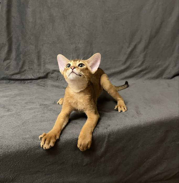 Абиссинские котята.