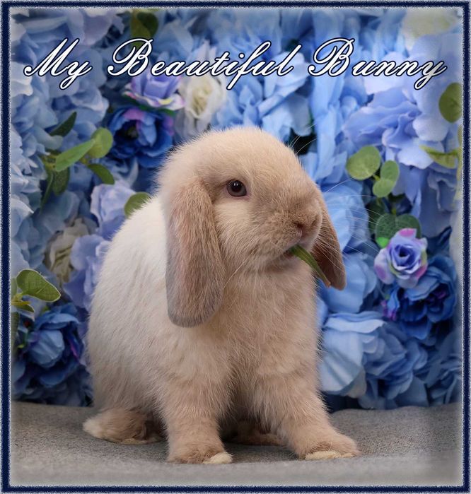 Młody Piękny Króliczek 100% Mini Lop - Sallander