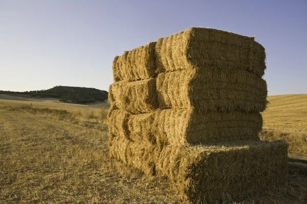 Продам сіно  в тюках