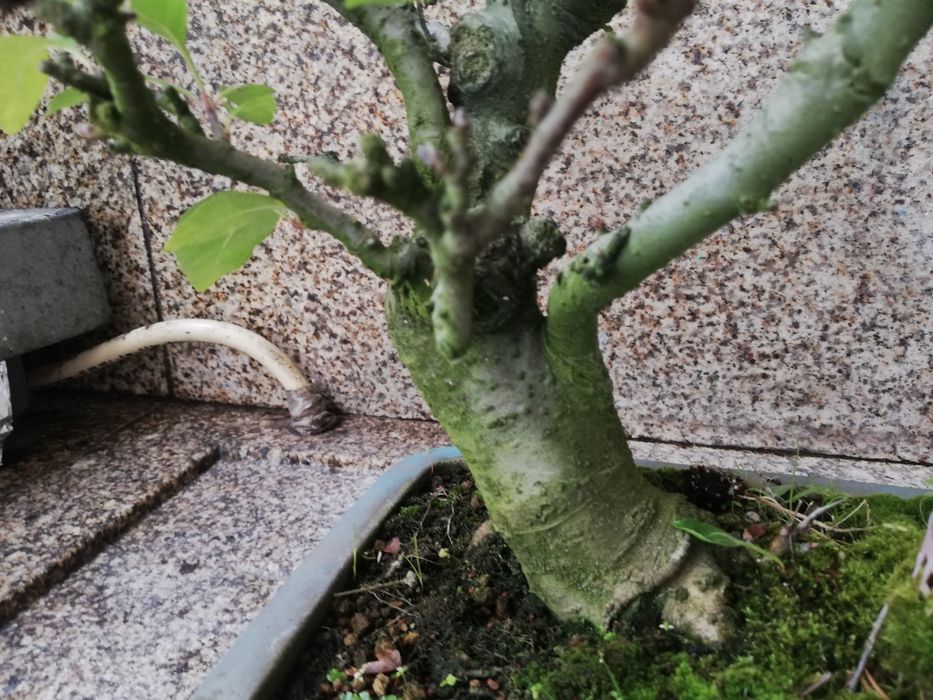Bonsai  Macieira