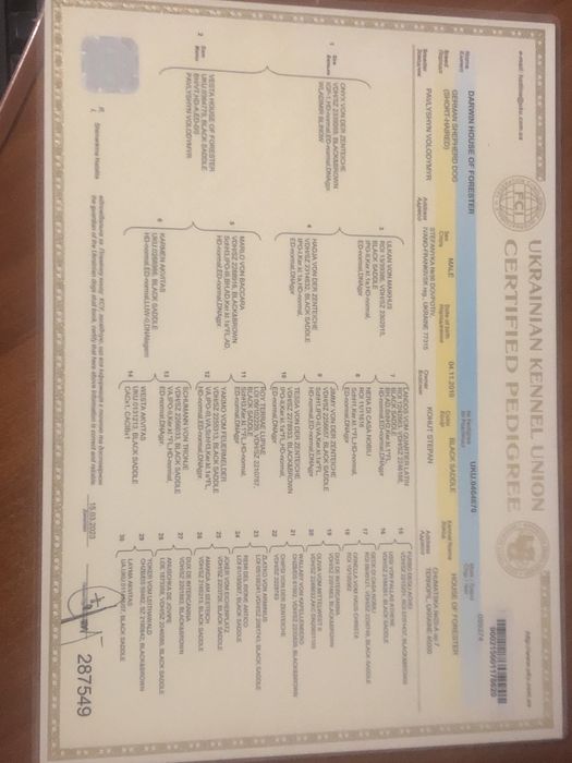 Пропонується кобель німецької вівчарки для вязки