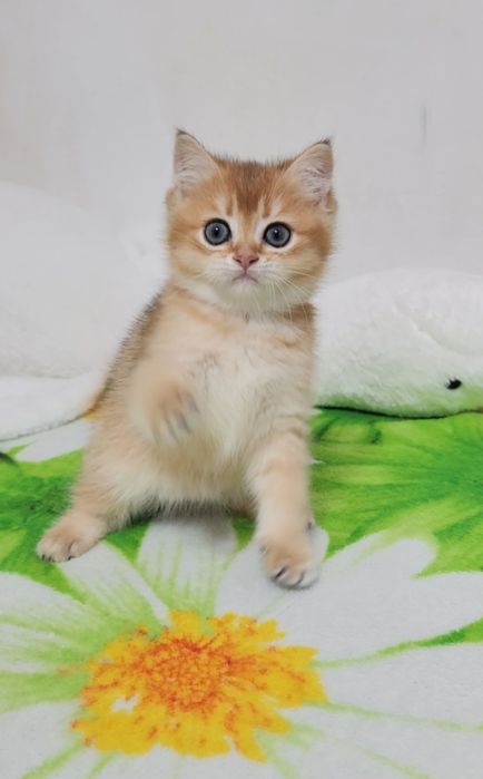 Шотландські кошенята