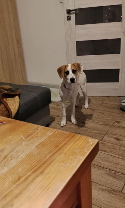 Piesek do adopcji do domku śląskie Mierzęcice