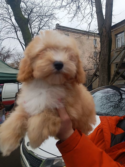 Мальчик мальтипу Одесса срочно