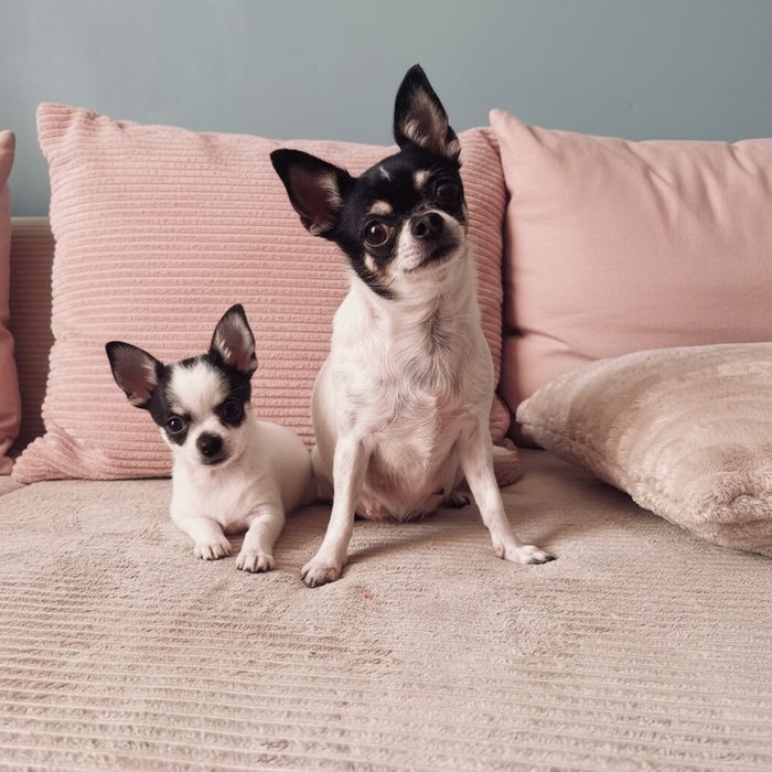 Chihuahua suczka FCI/ZKwP tricolor