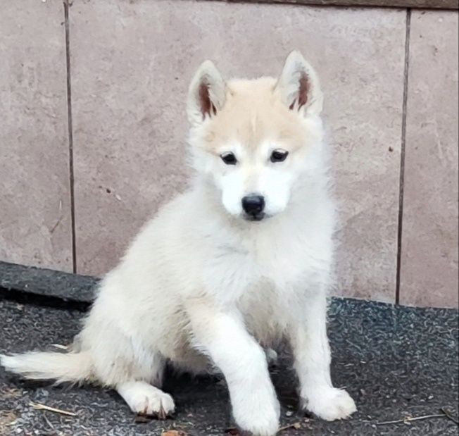 Гарні, чистокровні- дівчатка та хлопчики