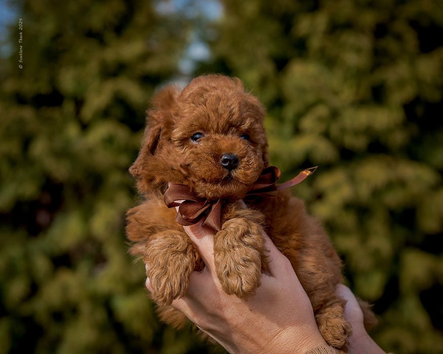 Цуценята той пуделя