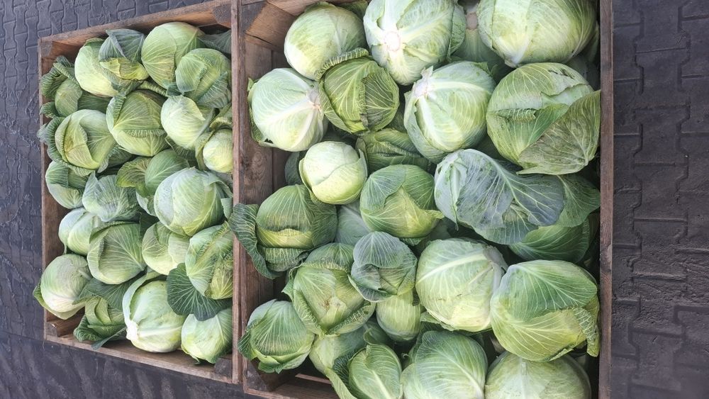 Kapusta biala longma duża