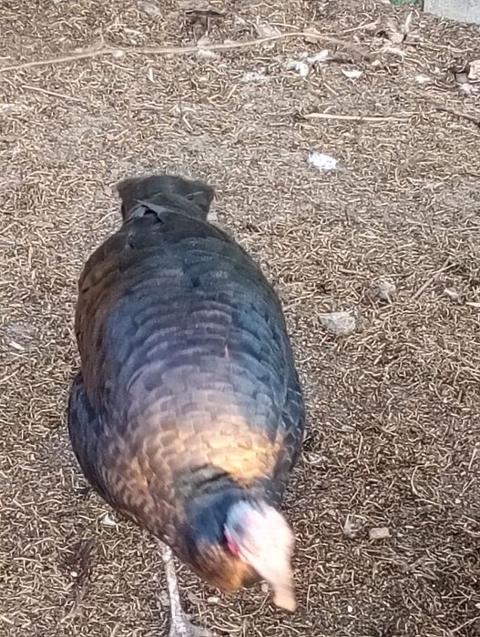 Sprzedam indyczki