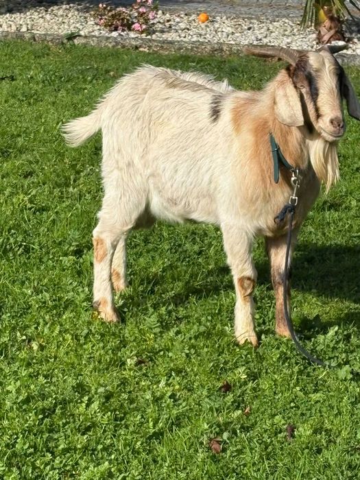 Cabrito Boer Macho