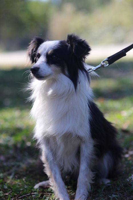 Віддам в добрі руки