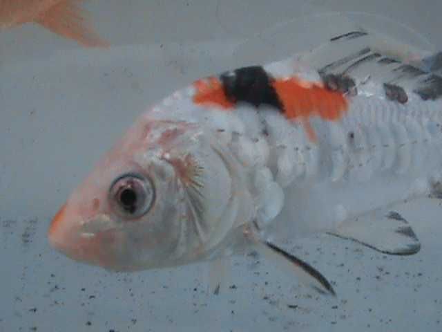 KARP KOI do oczka wodnego lub stawu