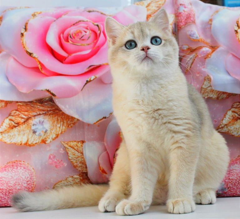 Шикарный котик британской породы ждёт мамочку