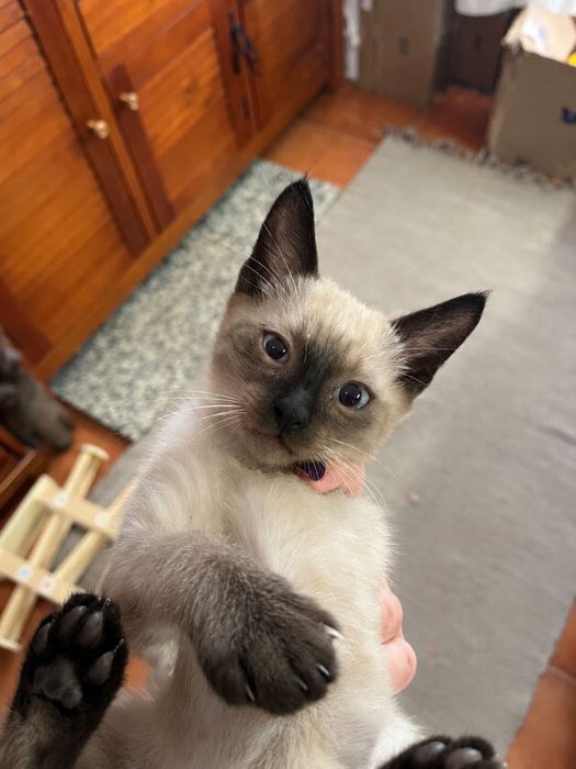 Doa se gatinhos bebés