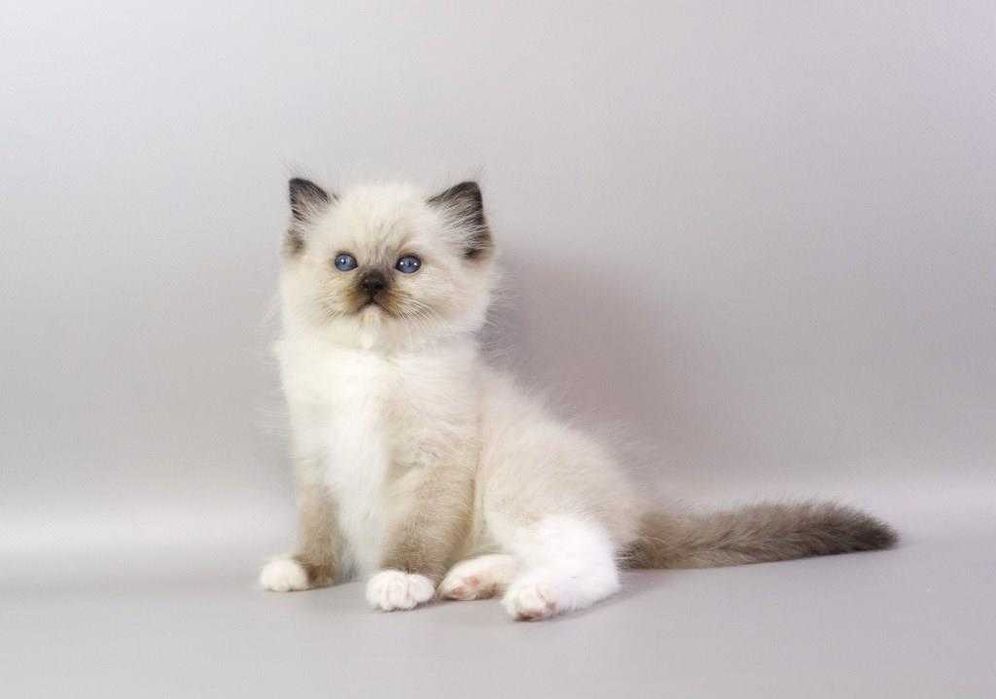 Самий ласкавий  хлопчик\\РЭГДОЛЛ/Ragdoll//