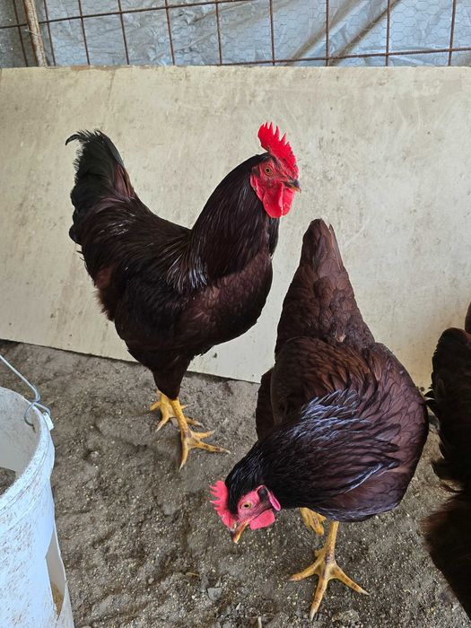 Ovos galados  Rhode Island Red