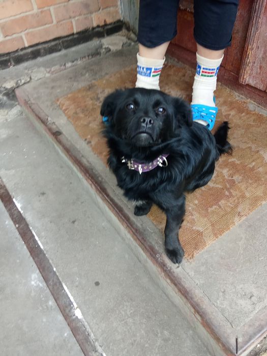 Безкоштовно собака